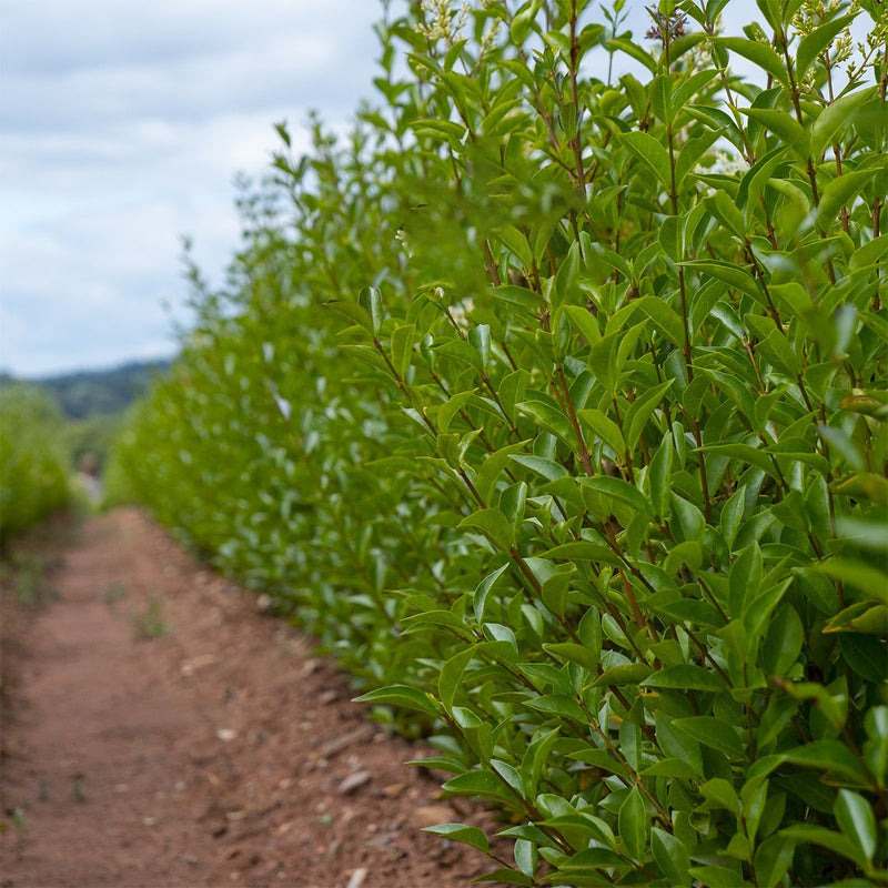 PRIVET HEDGE