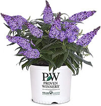 PUGSTER BLUE BUTTERFLY BUSH