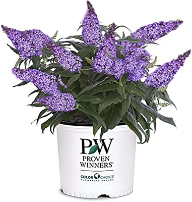 PUGSTER BLUE BUTTERFLY BUSH