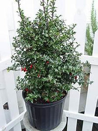 RED BEAUTY HOLLY