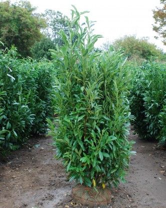 SKIP LAUREL – Orange Garden Center