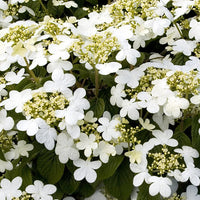 VIBURNUM SUMMER SNOWFLAKE