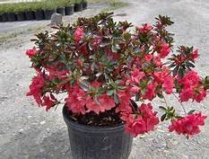 RED AZALEA