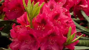 RED AZALEA