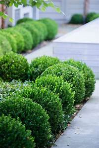 GREEN VELVET BOXWOOD