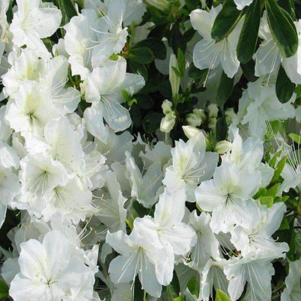 WHITE AZALEA