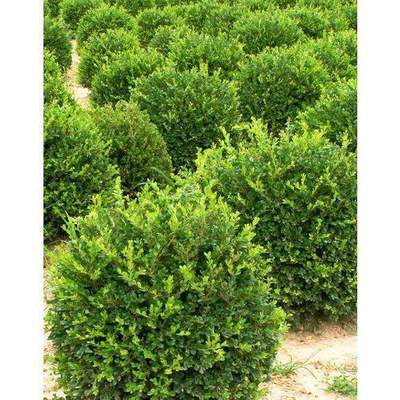 WINTER GEM BOXWOOD